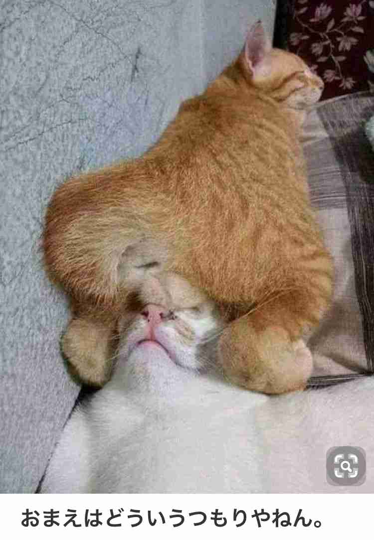 猫か象かチベスナの画像を張るトピ