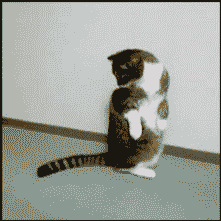 猫か象かチベスナの画像を張るトピ