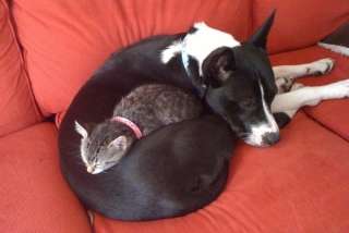 猫か象かチベスナの画像を張るトピ