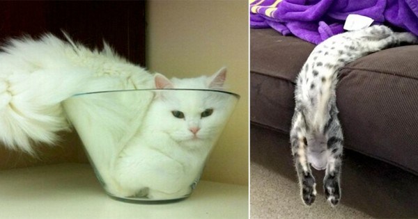 猫か象かチベスナの画像を張るトピ