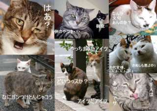 猫か象かチベスナの画像を張るトピ