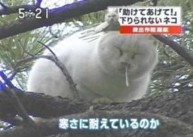 猫か象かチベスナの画像を張るトピ