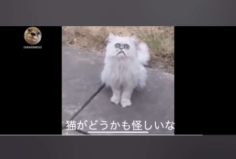 猫か象かチベスナの画像を張るトピ