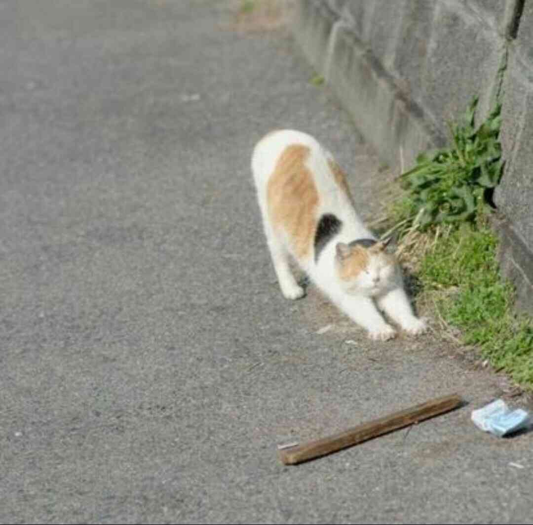 猫か象かチベスナの画像を張るトピ