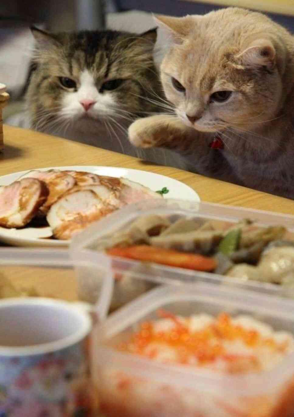 猫か象かチベスナの画像を張るトピ