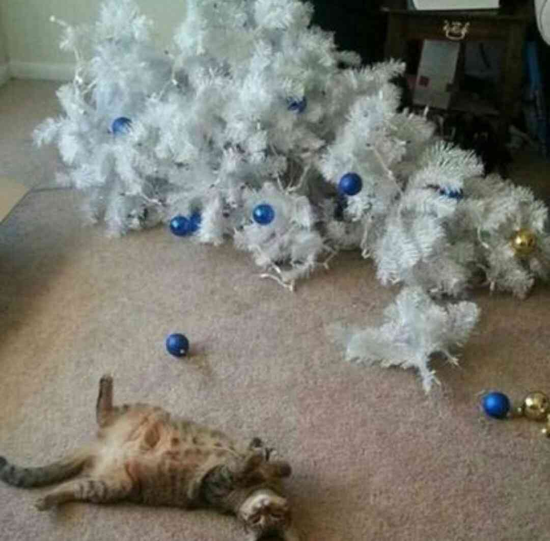 猫か象かチベスナの画像を張るトピ