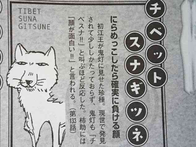 猫か象かチベスナの画像を張るトピ