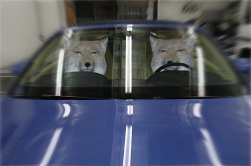 猫か象かチベスナの画像を張るトピ