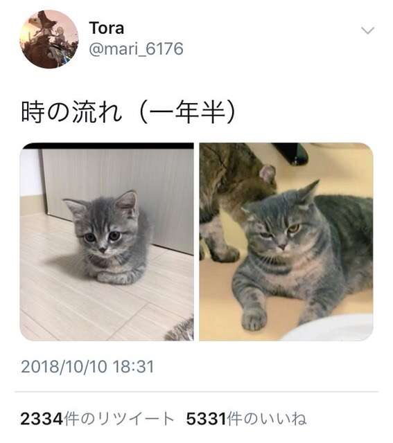 猫か象かチベスナの画像を張るトピ