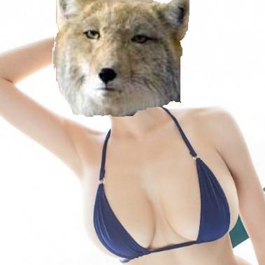 猫か象かチベスナの画像を張るトピ