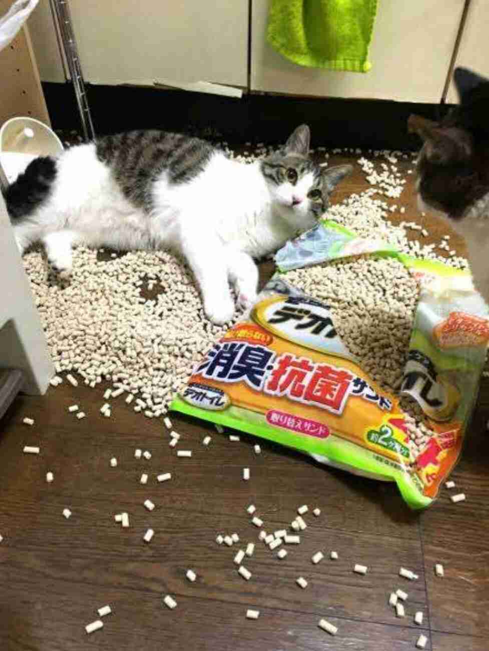 猫か象かチベスナの画像を張るトピ