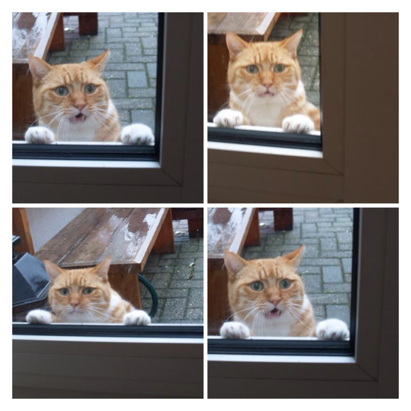 ガルちゃんでよく貼られる好きな画像