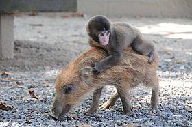 ガルちゃんでよく貼られる好きな画像