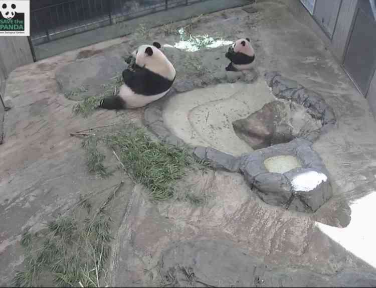 がるちゃんでダウンロードした画像