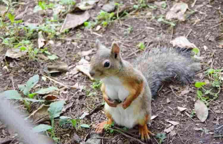 がるちゃんでダウンロードした画像