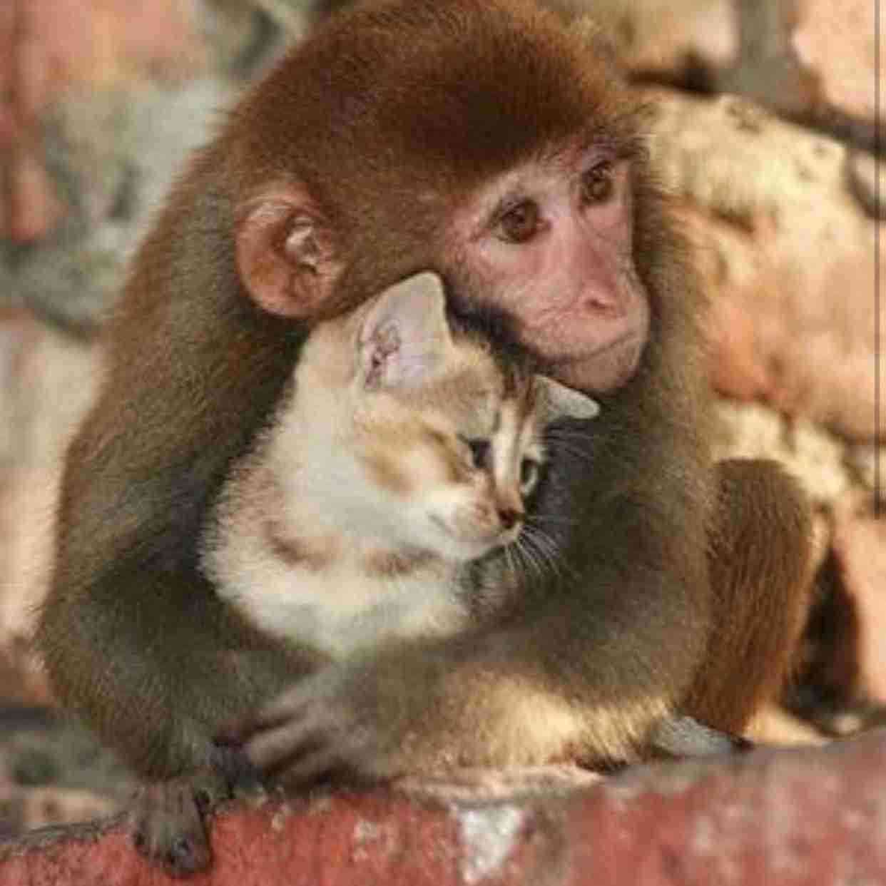 がるちゃんでダウンロードした画像