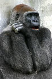 がるちゃんでダウンロードした画像