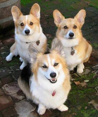 がるちゃんでダウンロードした画像