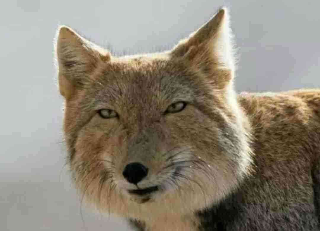 がるちゃんでダウンロードした画像