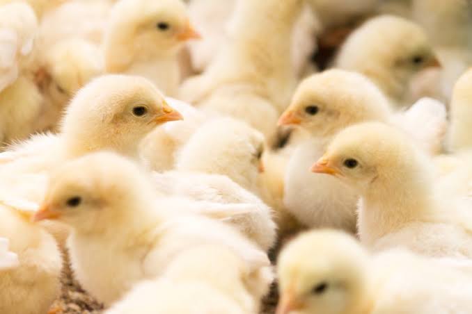 産まれる子どもの性別について(迷信)