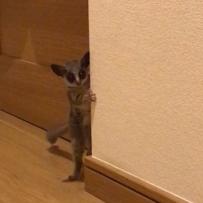 動物たちの「家政婦は見た!」の画像