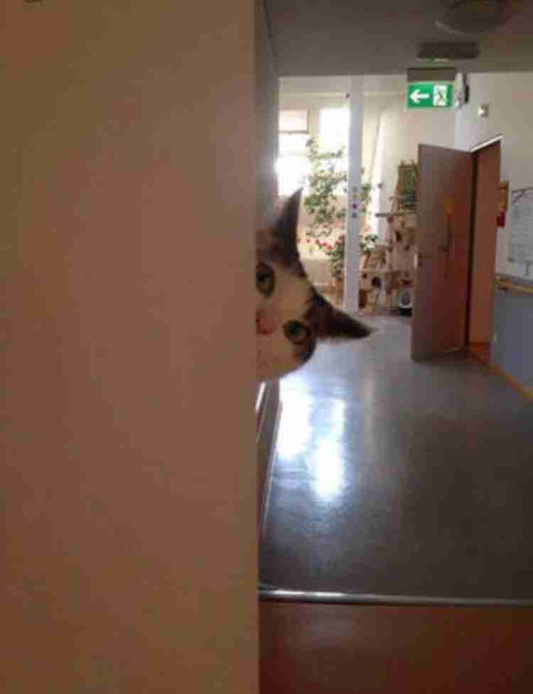動物たちの「家政婦は見た!」の画像