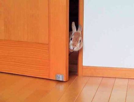 動物たちの「家政婦は見た!」の画像