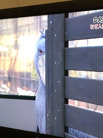 動物たちの「家政婦は見た!」の画像