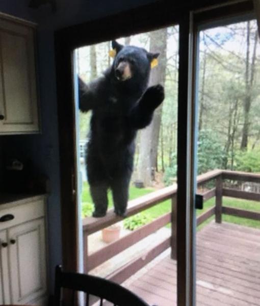 動物たちの「家政婦は見た!」の画像