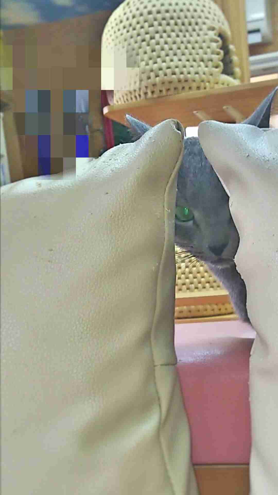 動物たちの「家政婦は見た!」の画像
