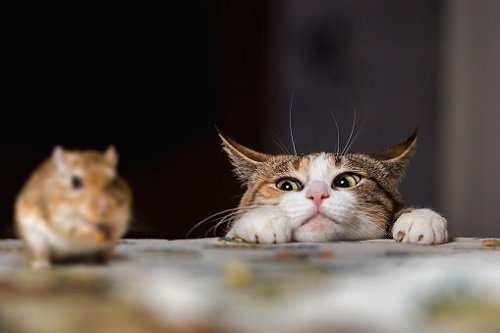 動物たちの「家政婦は見た!」の画像