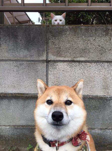 動物たちの「家政婦は見た!」の画像