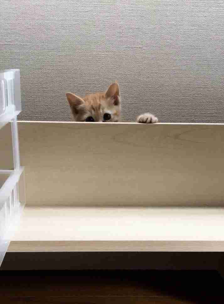 動物たちの「家政婦は見た!」の画像