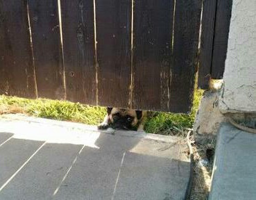 動物たちの「家政婦は見た!」の画像