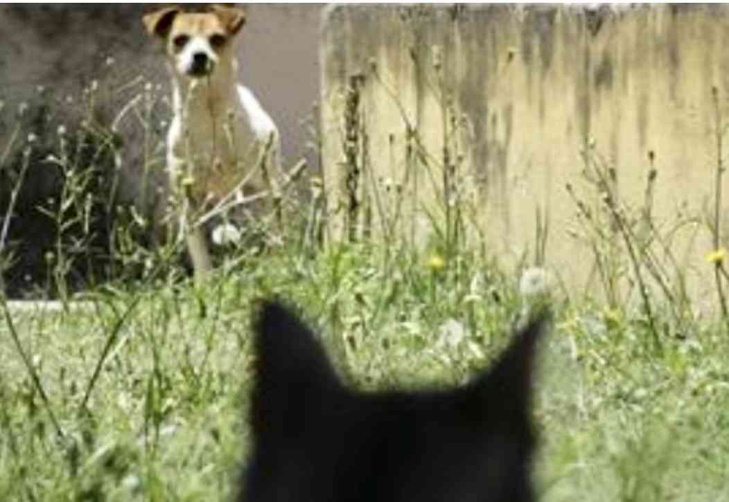 動物たちの「家政婦は見た!」の画像