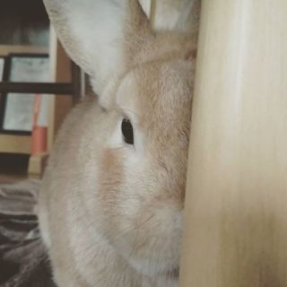 動物たちの「家政婦は見た!」の画像