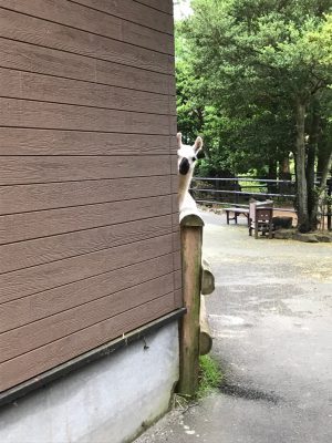 動物たちの「家政婦は見た!」の画像