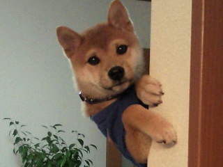 動物たちの「家政婦は見た!」の画像
