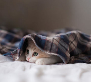 動物たちの「家政婦は見た!」の画像