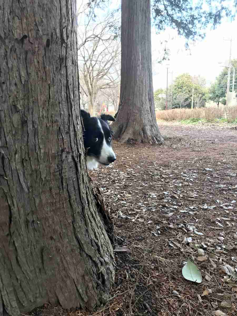 動物たちの「家政婦は見た!」の画像