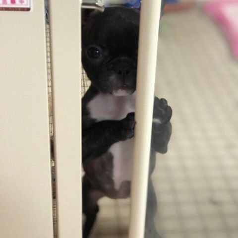 動物たちの「家政婦は見た!」の画像