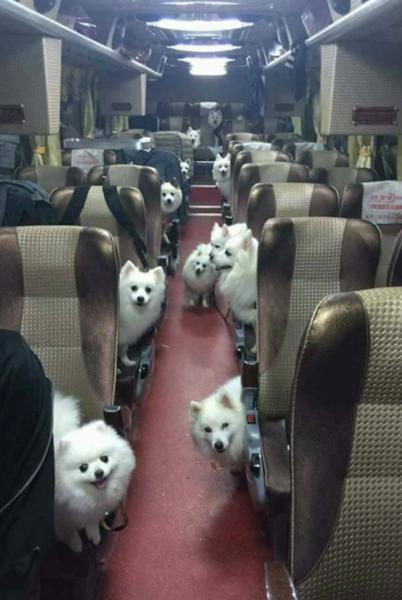 動物たちの「家政婦は見た!」の画像