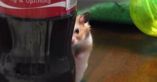 動物たちの「家政婦は見た!」の画像