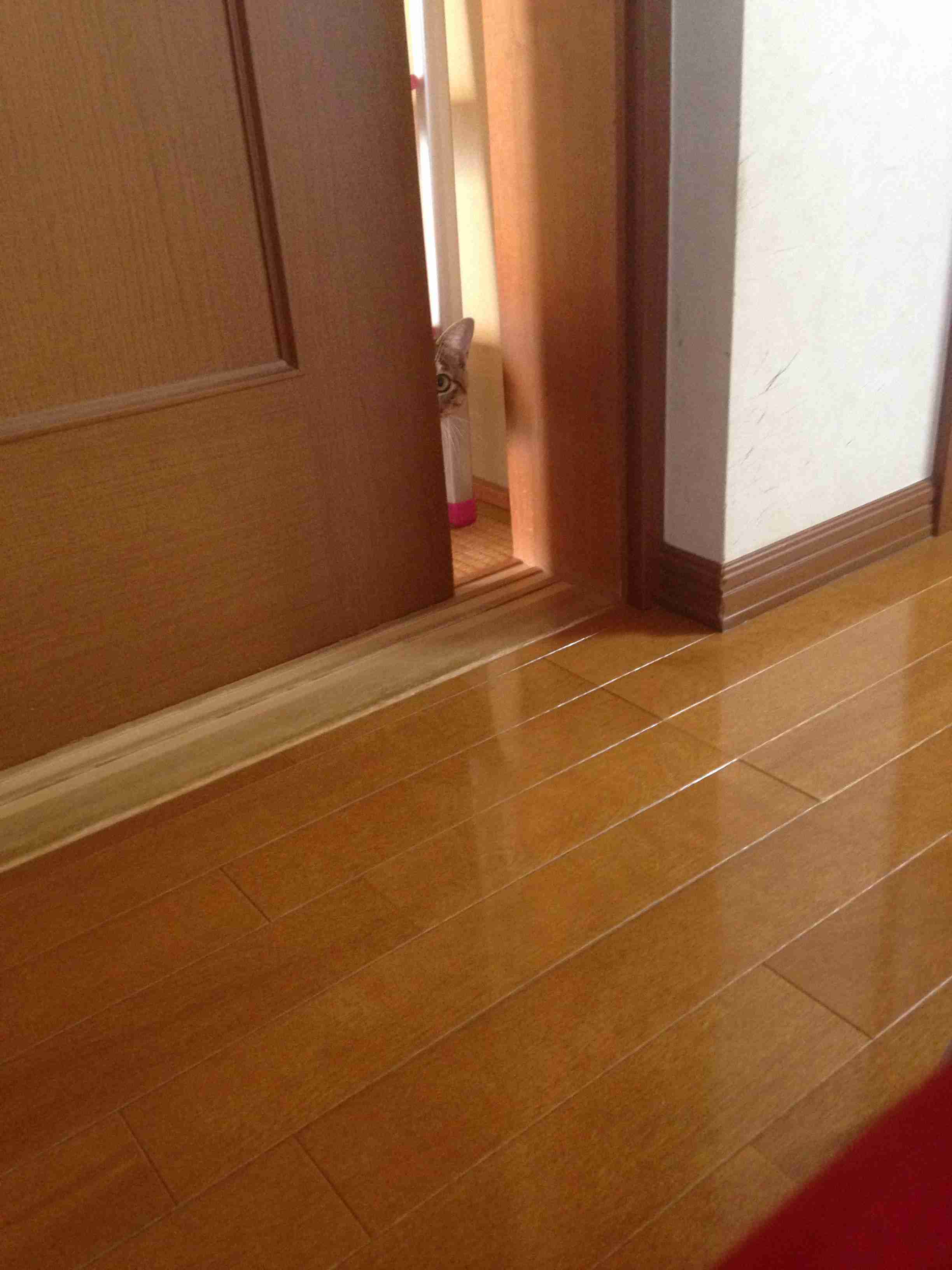 動物たちの「家政婦は見た!」の画像