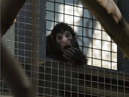 動物たちの「家政婦は見た!」の画像