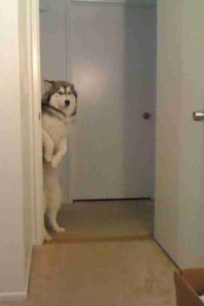 動物たちの「家政婦は見た!」の画像