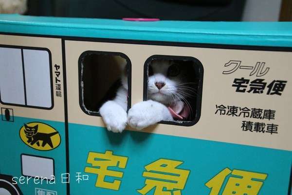 動物たちの「家政婦は見た!」の画像