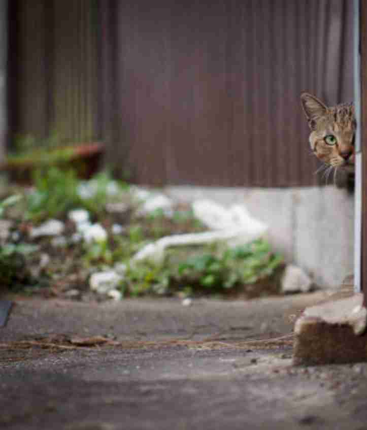 動物たちの「家政婦は見た!」の画像