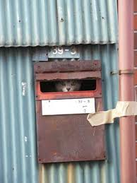 動物たちの「家政婦は見た!」の画像