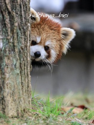 動物たちの「家政婦は見た!」の画像